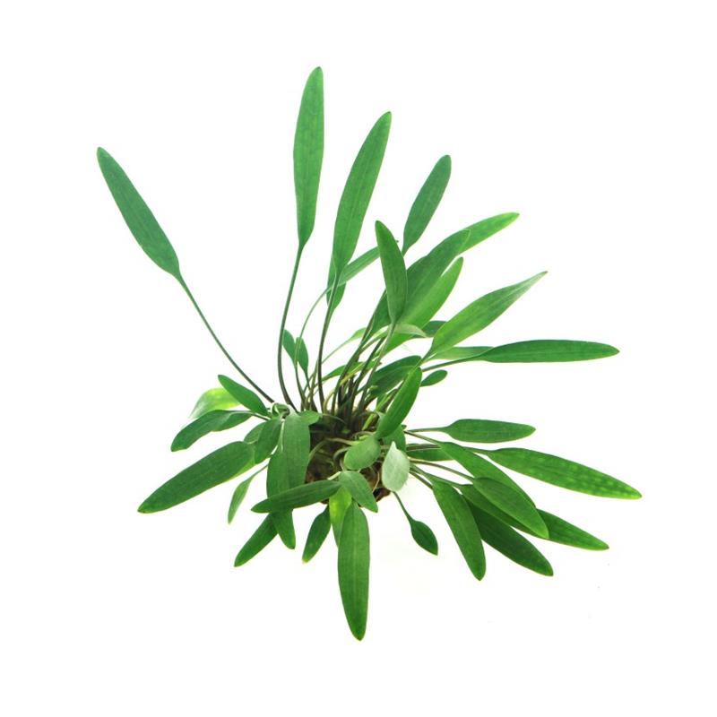 Dennerle Cryptocoryne Lucens - imagine 4